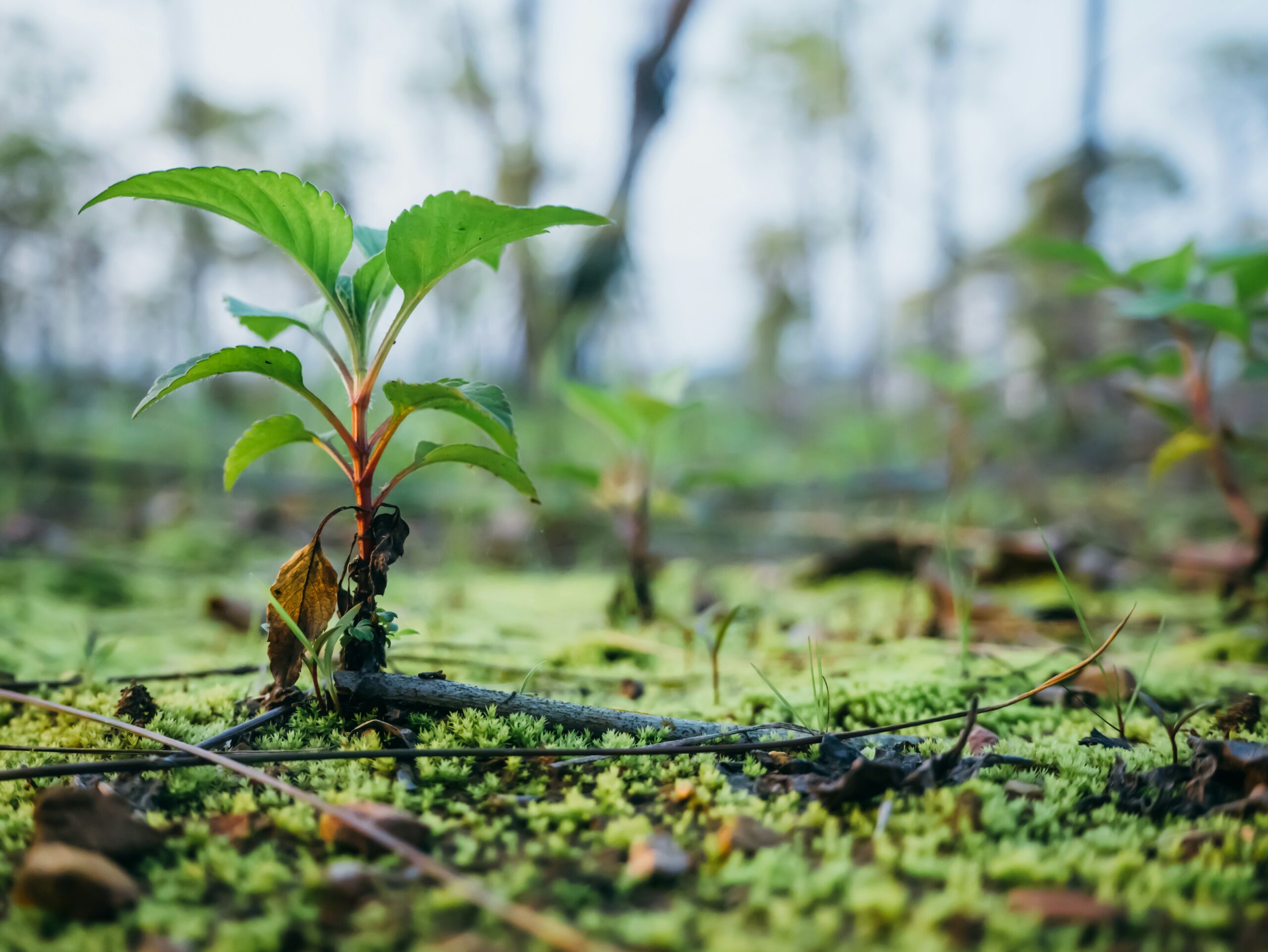 Close up image of a tree sapling