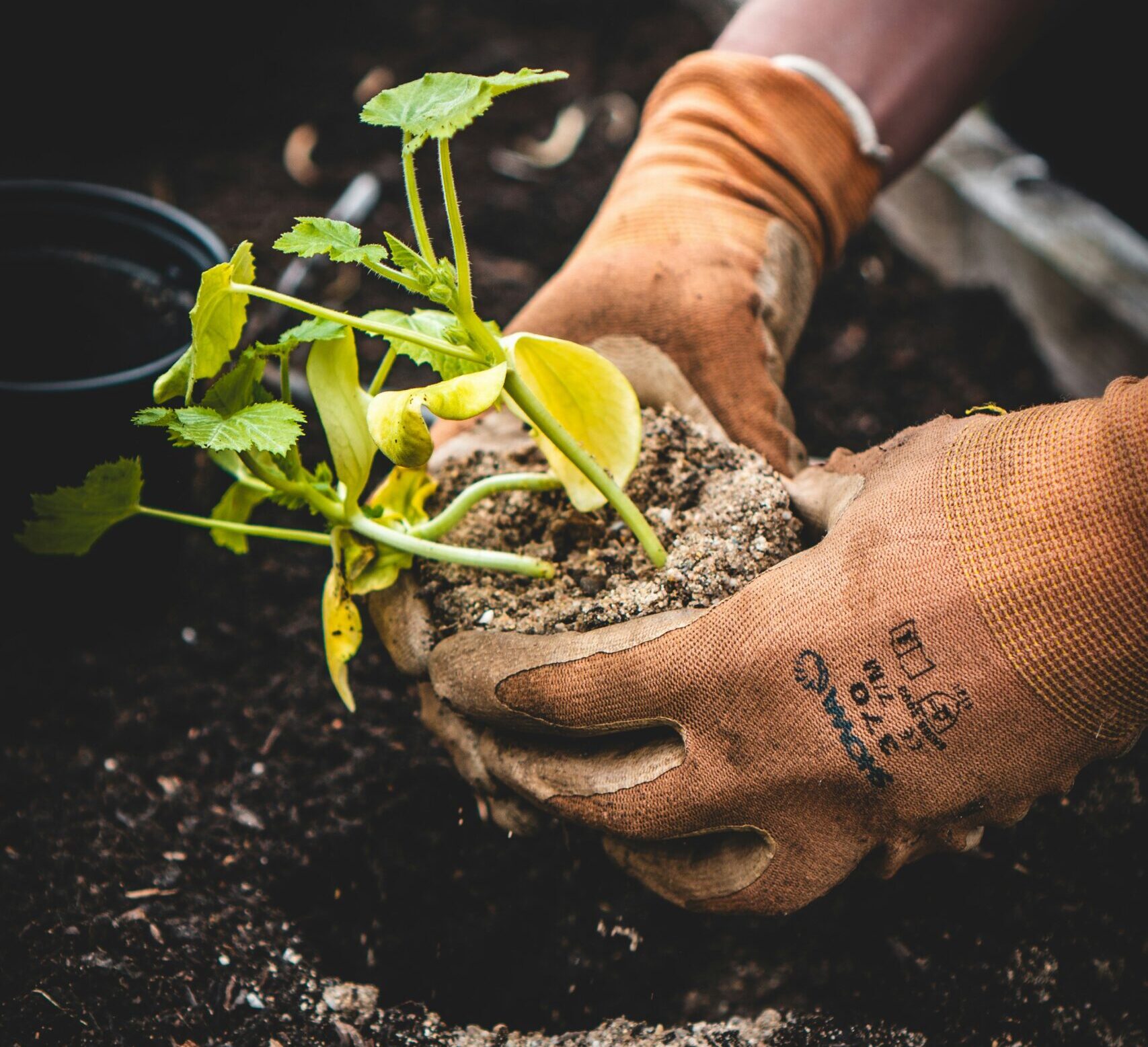 Close up image of a person planting a sapling